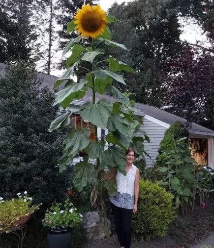 Large sunflowers shop